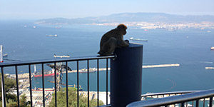 Gibraltar aapje