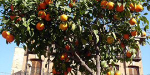 sinaasappelboom